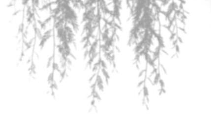 Shadow of hanging willow branches isolated on transparent background © Tohmina