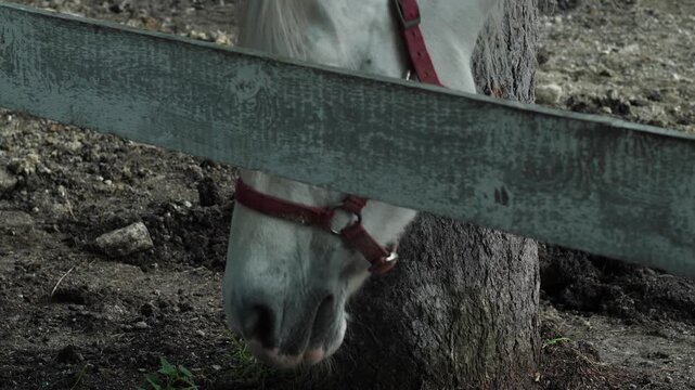A white horse scratches its muzzle on a tree trunk behind a wooden fence. The animal rests in a paddock on a farm on a summer day.