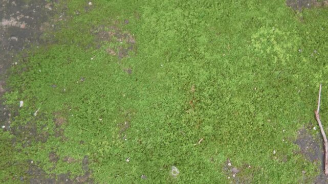 c&eacute;sped, campa, naturaleza, con textura, f&aacute;brica, golf, huerta, abstracta, dehesa, verano, bal&oacute;n, balompi&eacute;, primavera, dechado, verde, suelo, aparcar, aterrizar, cercado, deporte, aumento, cortar