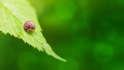 Snail shell on green leaf with blurred background. Copy space. Stock photo © Анна О