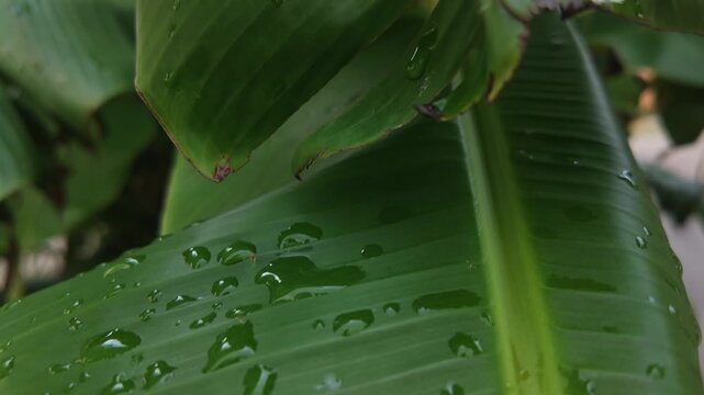 hojas, gotas de agua, c&eacute;sped, acu&aacute;tico, naturaleza, el rocio, bajar, llover, macro, f&aacute;brica, mojado, verano, primavera, huerta, close-up, madrugada, aumento, aloe, fresco, gota de lluvia, flora, verde