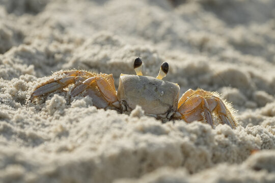 Ghost Crab in the sand