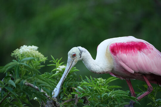 Side portrait of a Roseate Spoonbill
