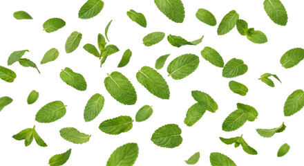 Scattered fresh green mint leaves floating in the air against a white background © Sapphire