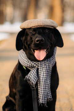 Stylish black labrador retriever wearing tweed flat cap and plaid scarf outdoors, funny gentleman dog portrait