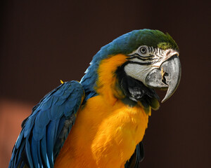 Closeup of a blue and yellow macaw © Kristina