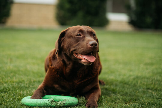 Chocolate labrador retriever lying on green grass with green puller toy between paws, happy outdoor pet portrait