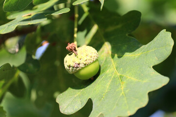 Young oak acorn in forest canopy © PROKOPYCH