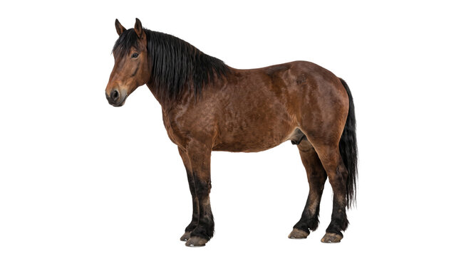 Majestic brown horse with a flowing mane stands proudly against a white background