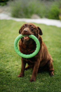 Chocolate labrador retriever sitting on green grass holding green puller ring toy in mouth outdoors