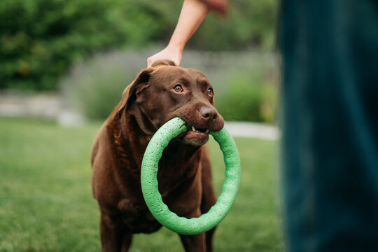 Chocolate labrador retriever sitting on green grass holding green puller ring toy in mouth outdoors