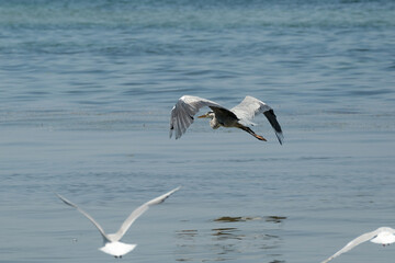 Obraz premium A grey heron flying over the sea.
