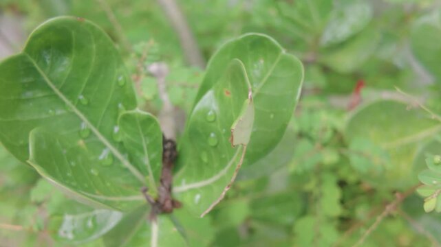 naturaleza, insecto, hojas, ara&ntilde;a, macro, bicho, f&aacute;brica, animal, flor, c&eacute;sped, close-up, inhospitalario, primavera, huerta, bragueta, fauna, verano, caf&eacute;, escarabajo, acu&aacute;tico, sucursal