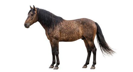 Majestic brown horse with a dark mane standing elegantly against a white background © Sapphire