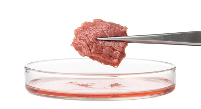 Cultured meat sample held by tweezers over a petri dish with red liquid