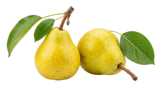 Two ripe yellow pears with green leaves on a white background