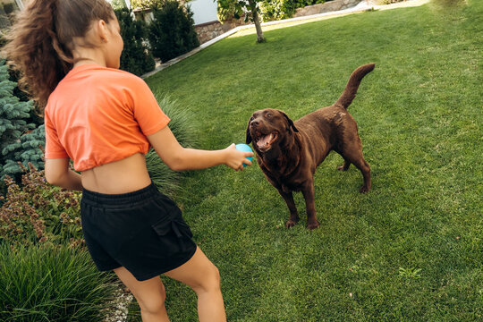 Young girl playing fetch with chocolate labrador retriever holding blue ball on green lawn, active pet leisure in garden