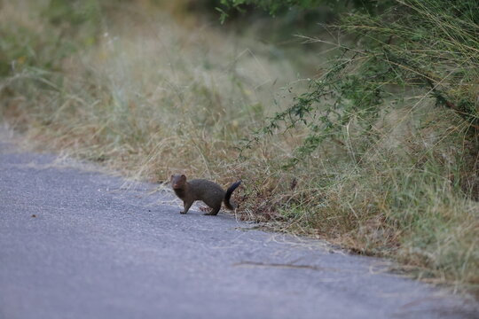 The common dwarf mongoose (Helogale parvula) is a mongoose species. This photo was taken in Kruger National Park, South Africa.