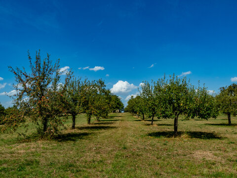 Baumgrundst&uuml;ck mit Apfelb&auml;umen im Sommer