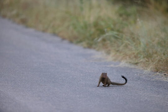 The common dwarf mongoose (Helogale parvula) is a mongoose species. This photo was taken in Kruger National Park, South Africa.