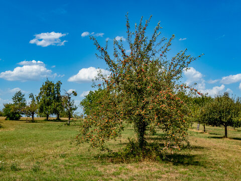 Baumgrundst&uuml;ck mit Apfelb&auml;umen im Sommer