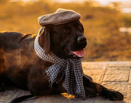 Stylish black labrador retriever wearing tweed flat cap and plaid scarf outdoors, funny gentleman dog portrait