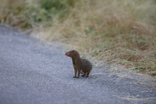 The common dwarf mongoose (Helogale parvula) is a mongoose species. This photo was taken in Kruger National Park, South Africa.
