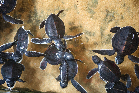 Baby Sea Turtles Swimming in Shallow Water