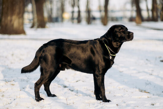 Full body side view profile of black labrador retriever standing on snow in winter park, purebred dog posture outdoors