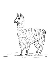 Vector Illustration of a Llama Standing © oksatoh