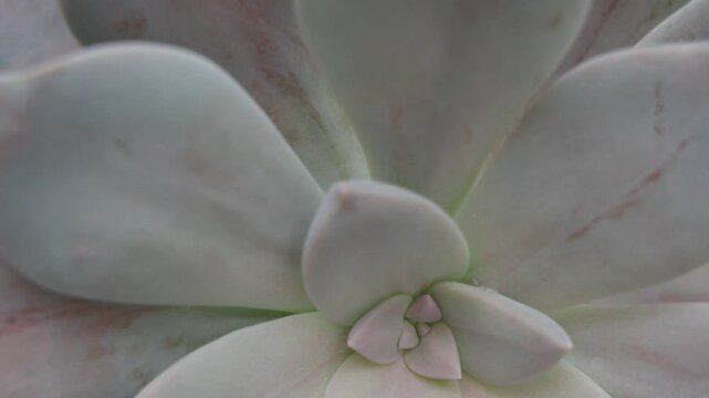 suculenta, flor, rosa, naturaleza, morada, f&aacute;brica, primavera, flora, florecer, huerta, macro, beldad, ramo, p&eacute;talo, tulipa, close-up, violacea, blanco, orquitis, hermoso, amarilla, aislada