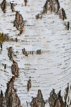 White birch bark with natural textured surface