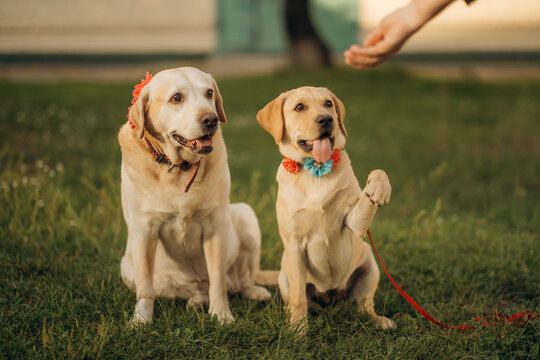 Yellow labrador puppy giving paw to owner with adult dog sitting nearby on grass, pet training outdoors