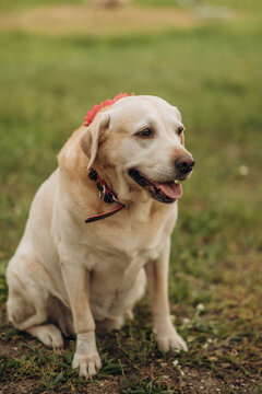 Senior yellow labrador retriever sitting on green grass in park, calm adult pet portrait outdoors