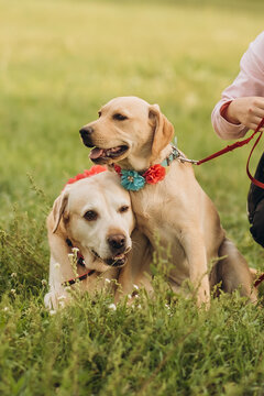 Two yellow labrador retrievers sitting together on green grass in park, adult dog with puppy on leash outdoors
