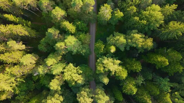 Drone following a road in dense forest from sky