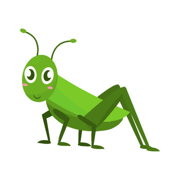 green grasshopper isolated on white