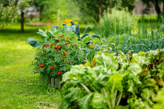 Marigold flowers blooming among vegetables in a lush summer garden. Colorful companion planting combines ornamental flowers and edible crops in raised beds.