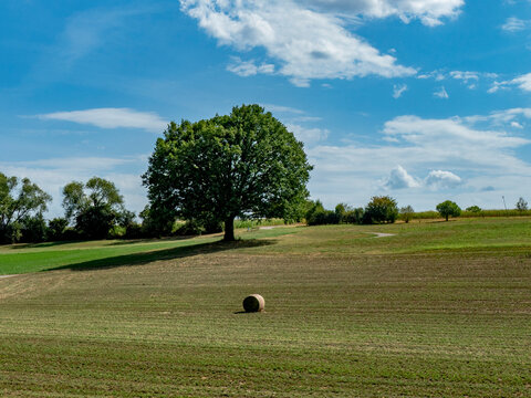 Gr0&szlig;e Linde im Sommer