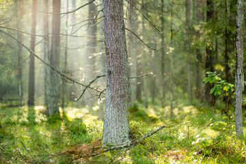 Obraz premium Sunlight filters through a quiet conifer forest with mossy ground and tall straight trees. Peaceful woodland scene creates a fresh natural atmosphere.