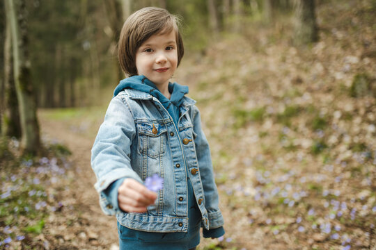 Young child explores a woodland with small blue hepatica flowers blooming in early spring. Outdoor childhood adventure in awakening seasonal nature.