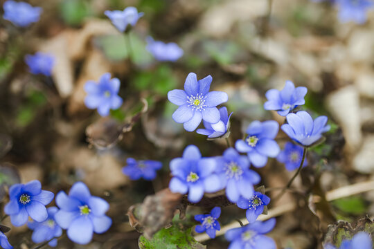 Blue hepatica flowers bloom among dry fallen leaves on forest floor in early spring. Delicate woodland wildflowers evoke awakening nature, seasonal renewal and peaceful spring atmosphere.