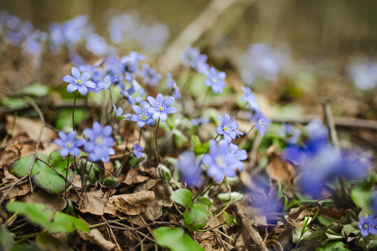 Blue hepatica flowers bloom among dry fallen leaves on forest floor in early spring. Delicate woodland wildflowers evoke awakening nature, seasonal renewal and peaceful spring atmosphere.