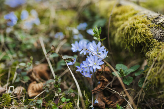 Blue hepatica flowers bloom among dry fallen leaves on forest floor in early spring. Delicate woodland wildflowers evoke awakening nature, seasonal renewal and peaceful spring atmosphere.