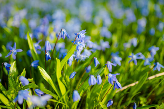 Blue scilla flowers bloom in lush green garden in spring sunlight with dreamy soft focus. Delicate woodland blossoms create fresh seasonal nature background and spring renewal mood.