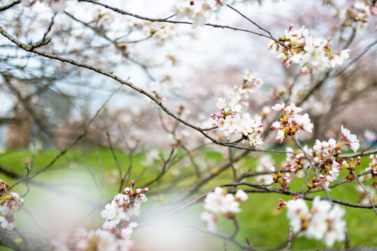 Cherry trees bloom with delicate blossoms in Chiune Sugihara Sakura Park in Vilnius, Lithuania. Dreamy spring scenery evokes renewal, beauty, tranquility and Japanese hanami tradition.