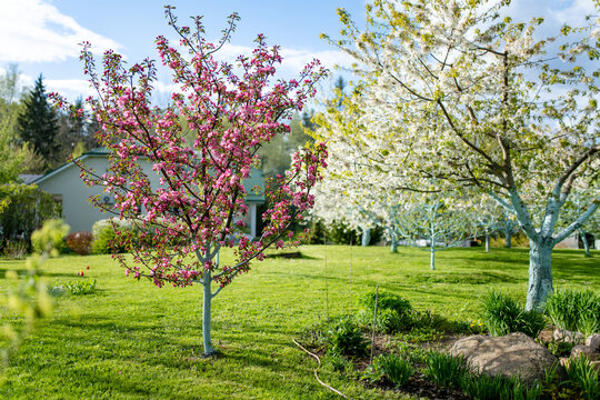 Pink crabapple blossoms and deep pink buds cover flowering tree branches in spring sunlight. Delicate fruit tree bloom creates romantic seasonal scene of renewal, freshness and natural beauty.