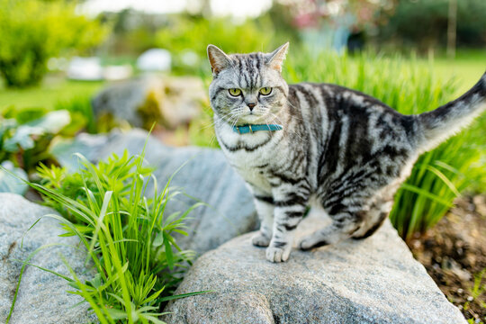 Silver tabby British Shorthair cat resting among lush green plants in a sunny garden. Beautiful domestic pet enjoying nature and outdoor life.