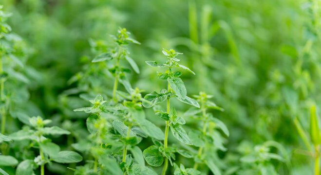 Fresh oregano plants grow densely among lush greenery in a summer herb garden. Aromatic culinary herb represents organic gardening, natural seasoning, healthy food and homegrown produce.
