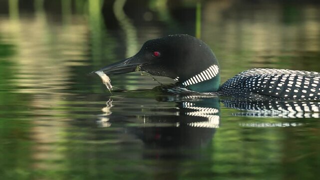 Common loons on a lake in Maine 